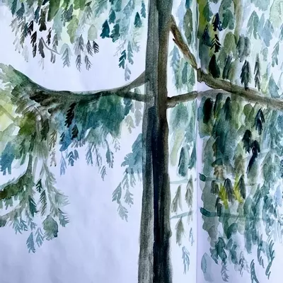 A watercolour painting of a cedar tree, painted with different shades of green and brown and blue, showing the detail of the cedar leaves in different shades of green